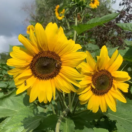 Apartman Biesdorf-verkehrsguenstig Und Ruhig Berlin