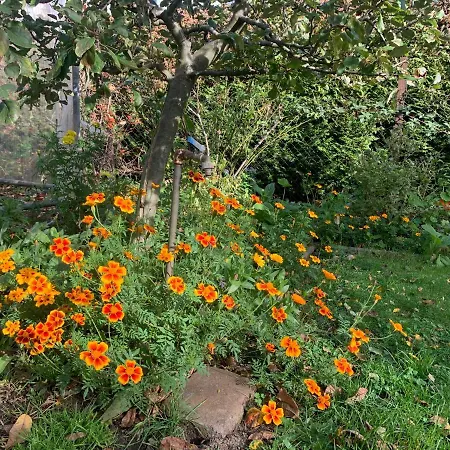 Biesdorf-verkehrsguenstig Und Ruhig *